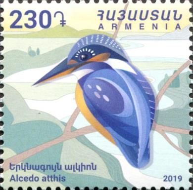 Common Kingfisher (Alcedo atthis)