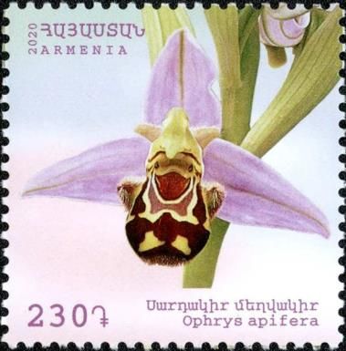 Bee Orchid (Ophrys apifera)