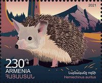 Common Long-eared Hedgehog (Hemiechinus auritus)