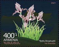 Iris lineolata