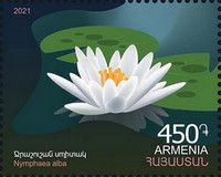 White Water Lily (Nymphaea alba)