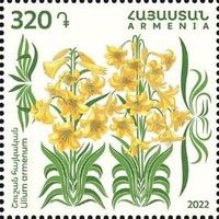Lilium armenum
