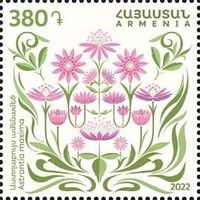 Astrantia maxima