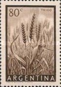 Wheat