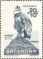 Andean Condor (Vultur gryphus)