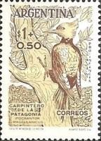 Magellanic Woodpecker (Ipocrantor magellanicus)