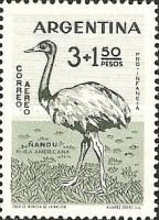 Greater Rhea (Rhea americana)
