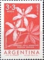 Samohu (Chorisia speciosa)