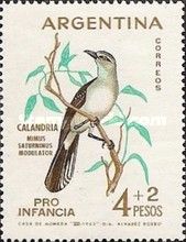 Chalk-browed Mockingbird (Mimus saturninus modulator)