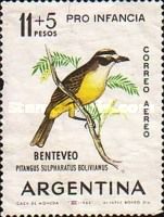Great Kiskadee (Pitangus sulphuratus bolivianus)