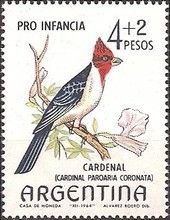 Red-crested Cardinal (Paroaria coronata)