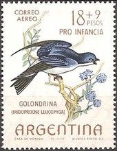 Chilean Swallow (Iridoprocne leucopyga)