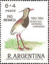 Southern Lapwing (Belonopterus cayennensis lampronotus)