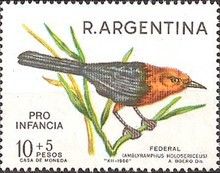 Scarlet-headed Blackbird (Amblyramphus holosericeus)