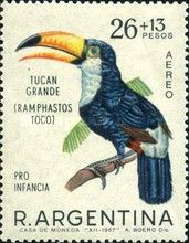 Toco Toucan (Ramphastos toco)