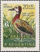 White-faced Whistling-Duck (Dendrocygna viduata)