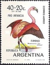 Chilean Flamingo (Phoenicopterus ruber chilensis)