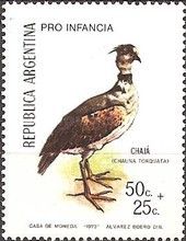 Southern Screamer (Chauna torquata)