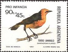 Saffron-crowled Blackbird (Xanthopsar flavus)