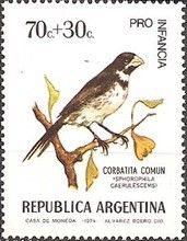 Double-collared Seedeater (Sporophila caerulescens)