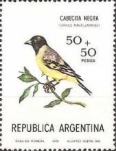 Hooded Siskin (Spinus magellanicus)