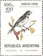 Double-collared Seedeater (Sporophila caerulescens)