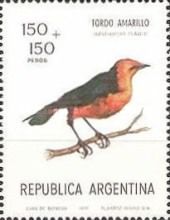 Saffron-crowled Blackbird (Xanthopsar flavus)