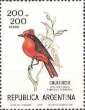 Vermilion Flycatcher (Pyrocephalus rubinus rubiinus)