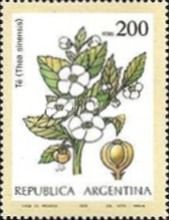 Tea (Thea sinensis)