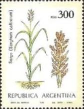 Sorghum (Sorghum caffrorum)