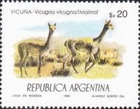 Vicugna (Vicugna vicugna)