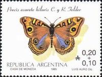 West Indian Buckeye (Precis evarete hilaris)