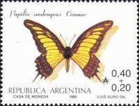 Androgeus Swallowtail (Papilo androgeus)