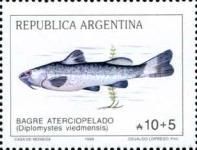 Catfish (Diplomystes viedmensis)