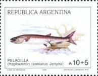 Peladilla (Haplochiton taeniatus Jenyns)