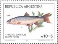 Brown Trout (Salmo trutta)