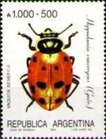 Convergent Ladybug (Hippodamia convergens) 