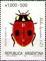 Two-spotted Ladybird (Adalia bipunctata)