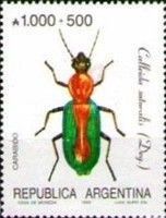 (Calleido suturalis)