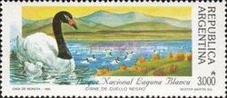 Laguna Blanca NP - Black-necked Swan (Cygnus melanocoryphus)