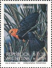Red-headed Blackbird (Amblyramphus holosericeus)