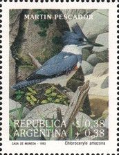 Belted Kingfisher (Megaceryle alcyon) (see Description)