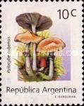 Psilocybe cubensis
