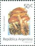 Suillus granulatus