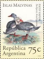 Falkland Steamer-Duck (Tachyeres brachypterus)