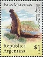 Southern Elephant Seal (Mirounga leonina)