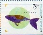 Blue Whale (Balaenoptera musculus)