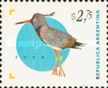 Southern Lapwing (Vanellus chilensis)