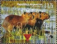 Greater Capybara (Hydrochoerus hydrochaeris)
