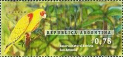 NR San Antonio - Red-spectacled Parrot (Amazona pretrei)